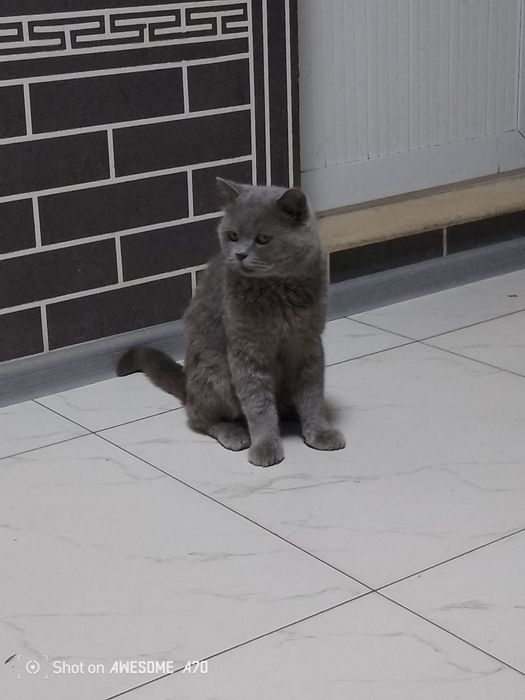 Asalomu aleykum mushuk sotiladi