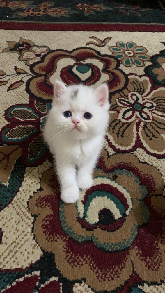 Scottish Fold & Scottish Straight