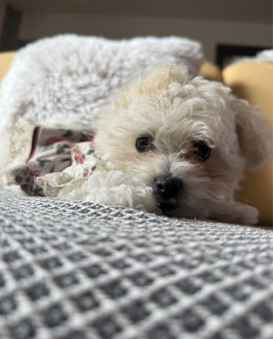 Bichon maltese!!