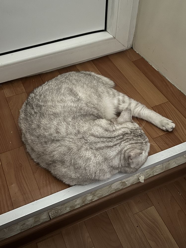 Отдам кота в ответственные руки