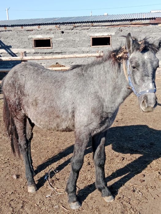 Байтал ургашы 1,5 жасар