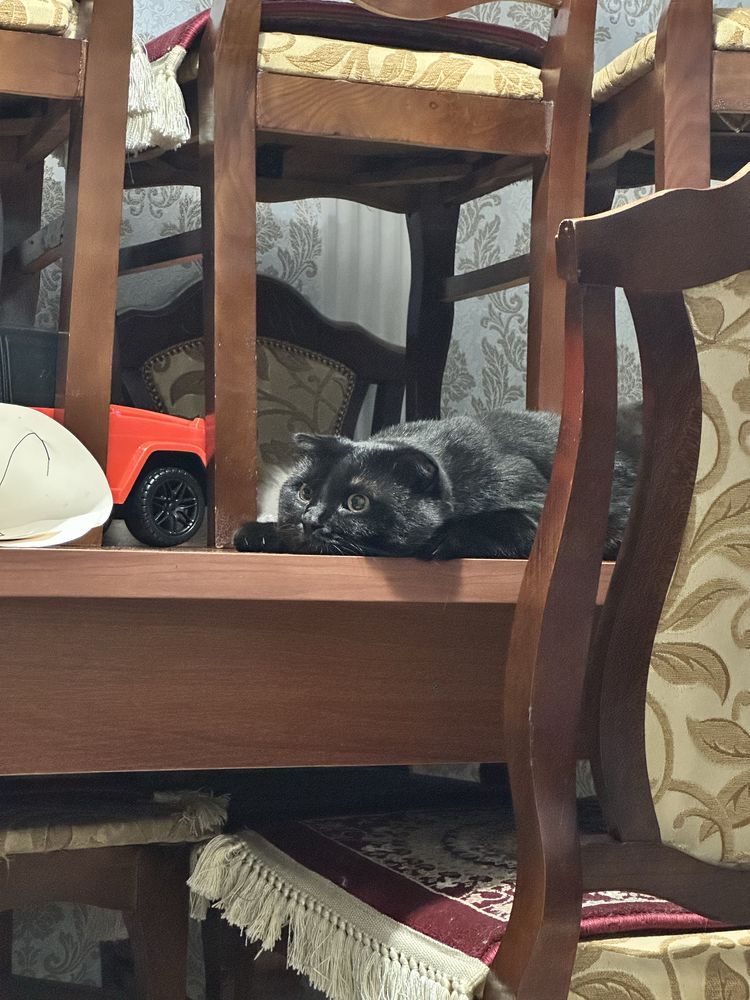 Скоттиш фолд чистокровный