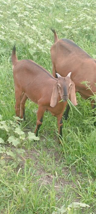 Țap metis anglonubian