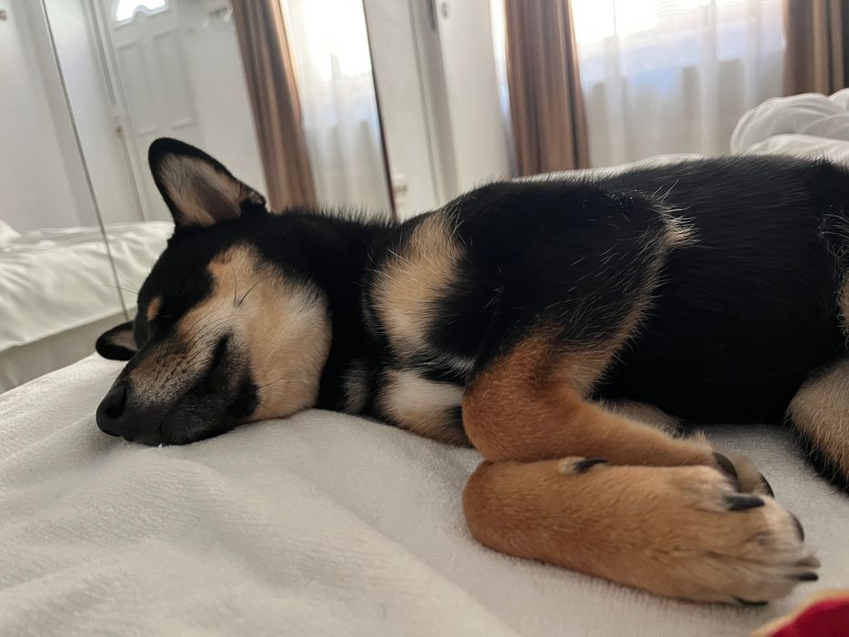 Cazare hotel caini petsitter pt catelul tău oricand & craciun/revelion