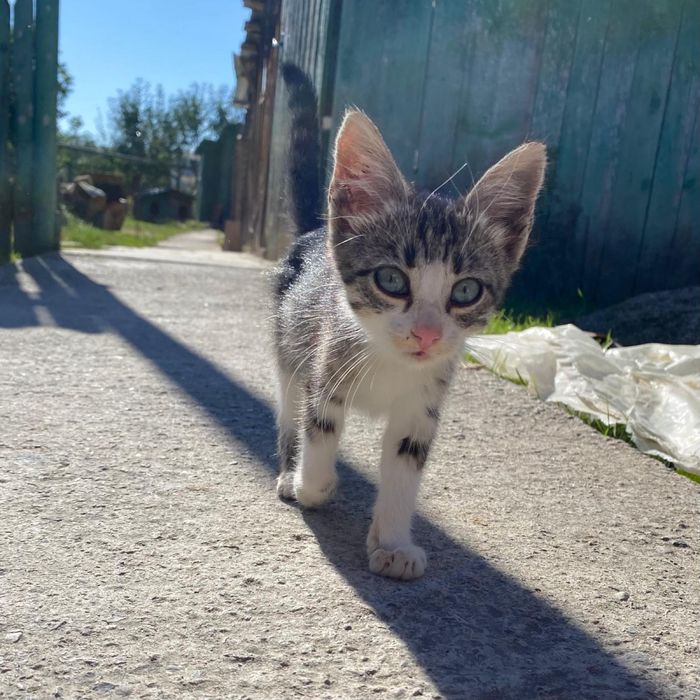 Ofer spre adoptie pui pisica