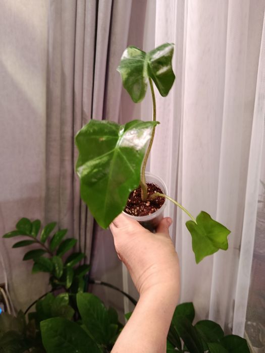 Продам комнатные цветы