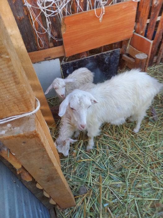 Занен Туша сатылады екі лағымен лақтары ұрғашы