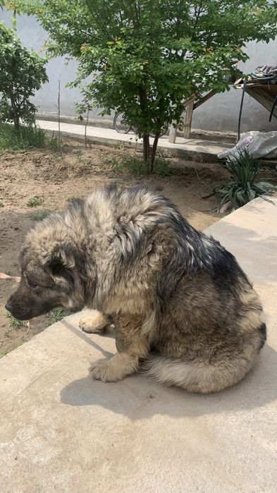 Kavkaz toza qonli juda baqvat narsa