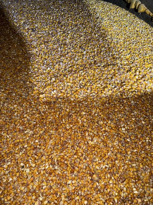 Vând porumb boabe 2025!!!