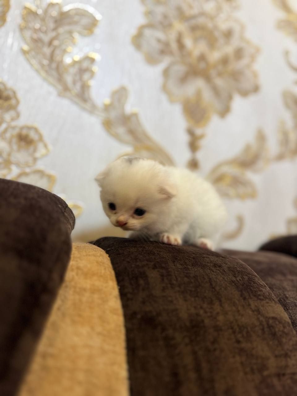 Кошка скоттиш  страйд