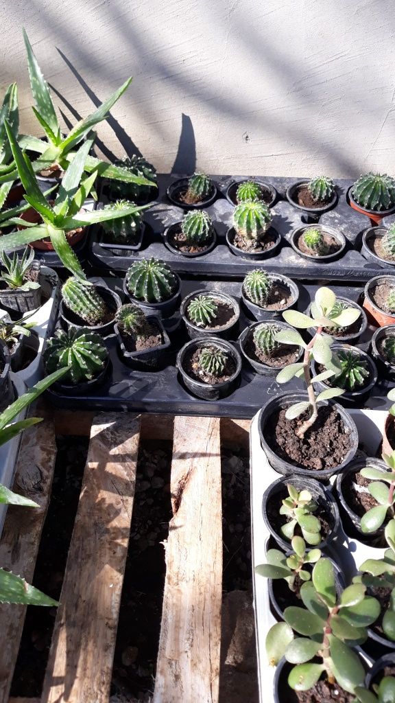 Aloe vera si cactusi