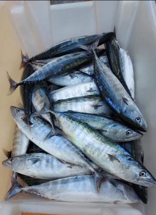 Гръцки паламуд уловен собственоръчно