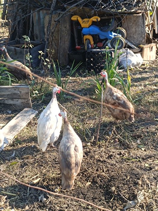 Bibilici maro și alb