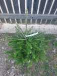 Brad corean Abies koreana cu balot de sol-calibru 60-80cm