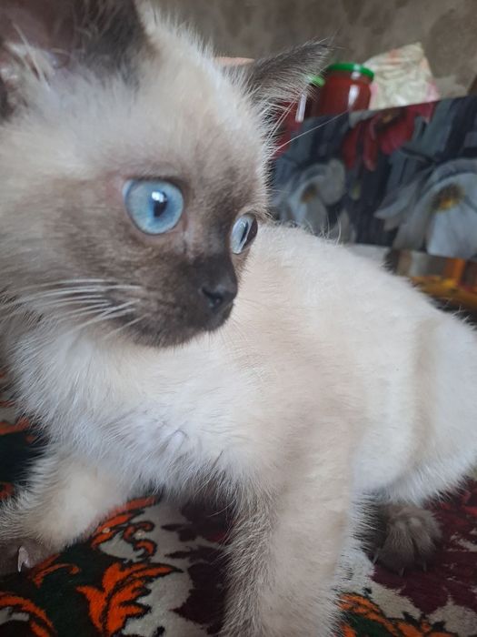 Малыш ищет заботливых и любящих хозяев