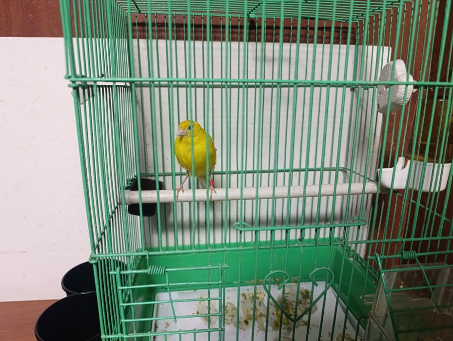 Канарейка самка kanareka moda 2 yosh kletkas bn sotiladi