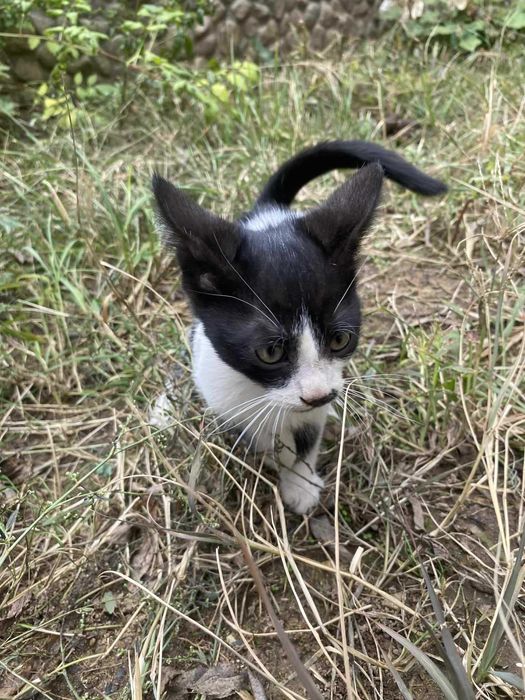 Прекрасни котета търсят дом