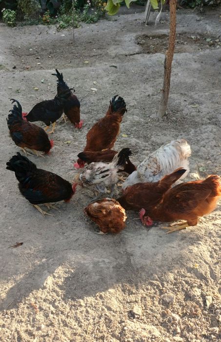 Товуклар сотилади