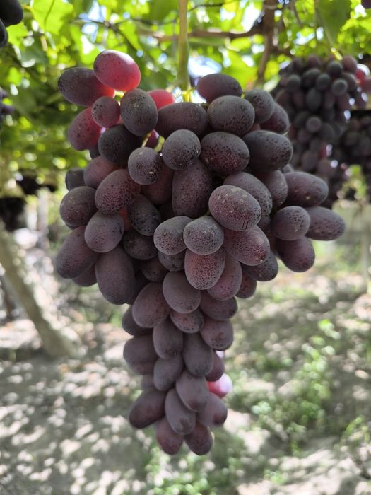 Rizamat f1 uzum novdalari