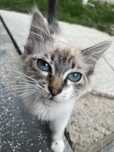Pisica spre adoptie