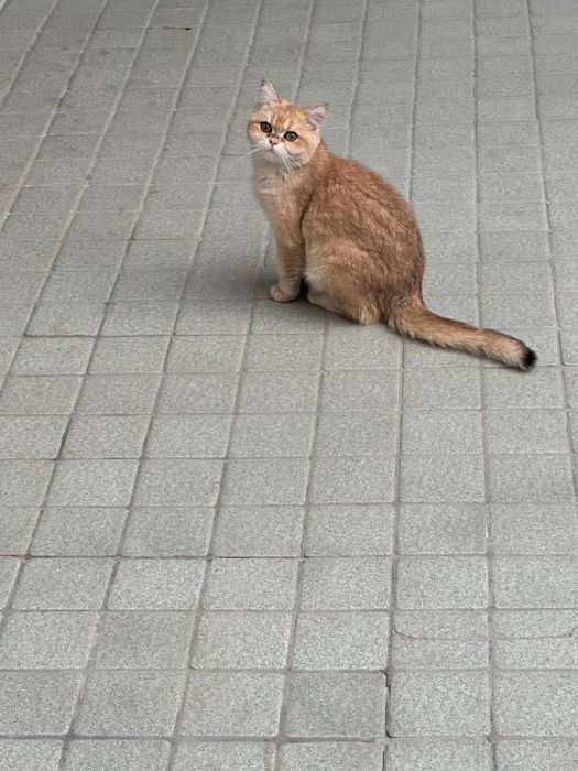 Shinshilla ny 12 qiz