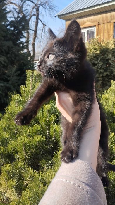 Котёнок в хорошие руки