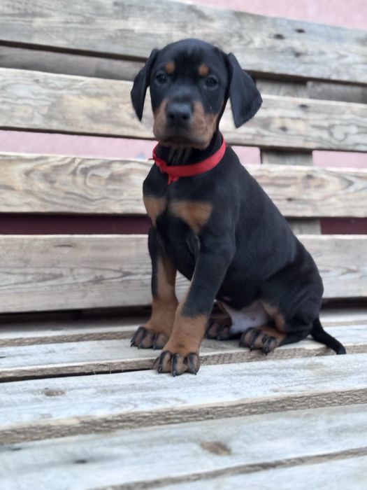 Cățeluș Doberman cu pedigree