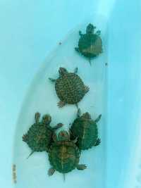 Черепахи малыши