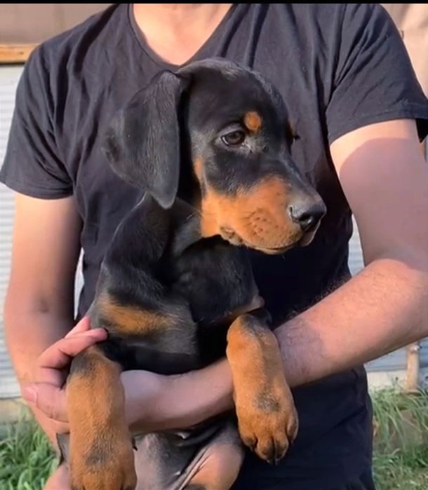 Catelusa doberman calitate superioara