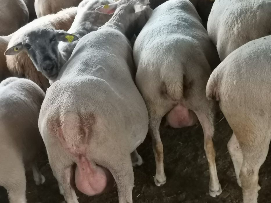 Vind  Berbec lacaune