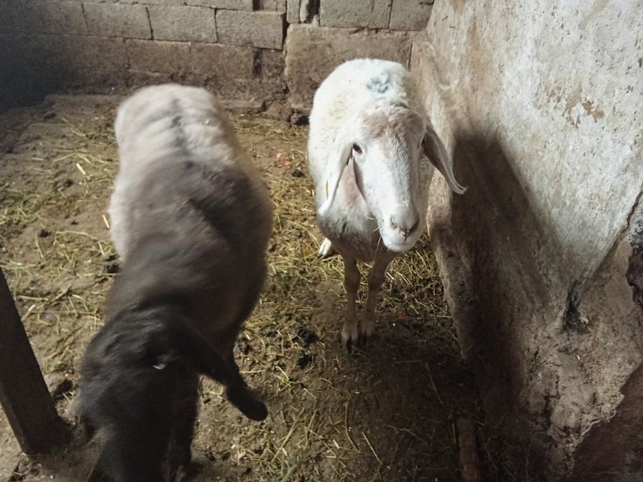 Продам Баранов стоят на откорме жирные курдючные