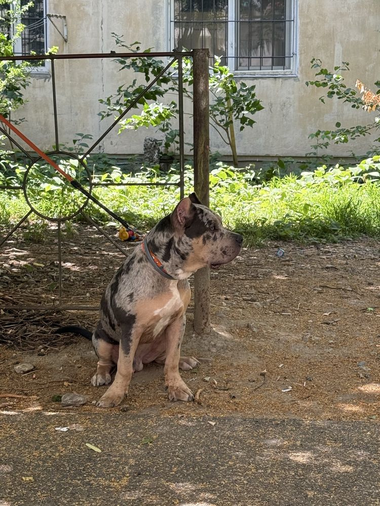 American Bully Blue Merle 7 luni mascul