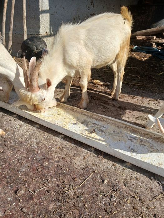 Tapi saanen tineri