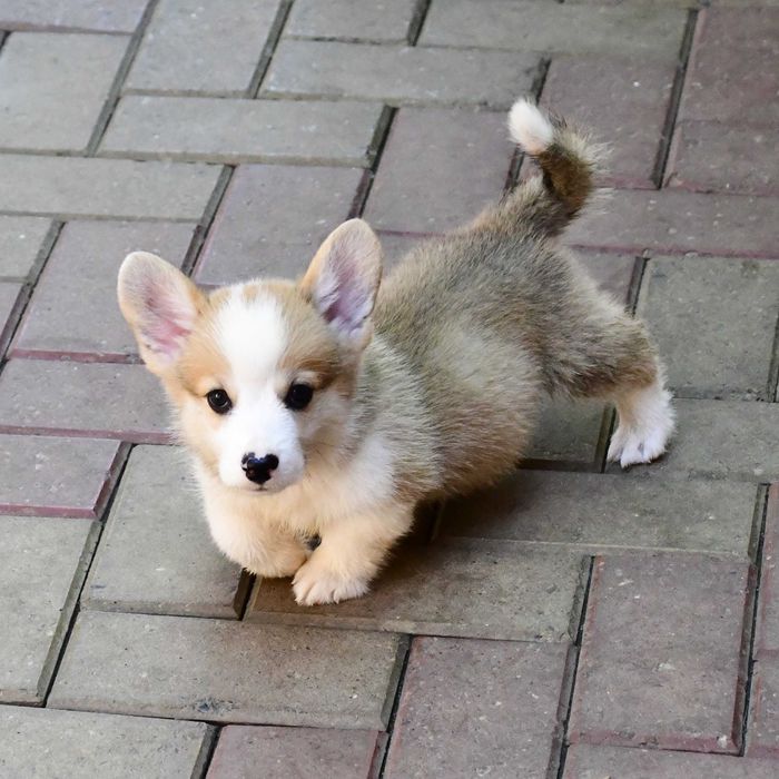 Cățelus Corgi Pembroke – Linie de Sânge de Excepție, crescător cu afix
