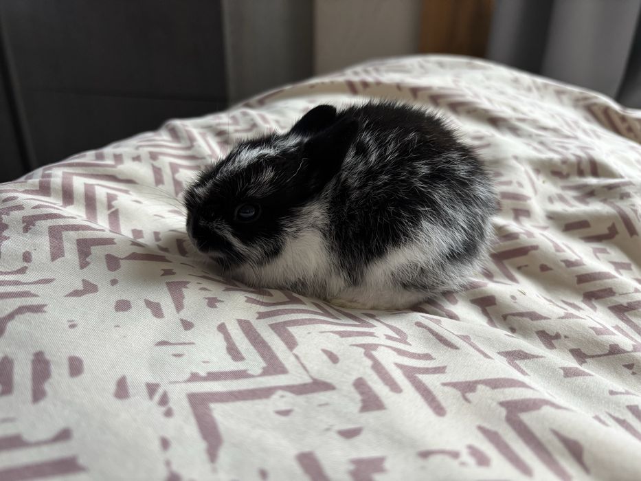 Холандско джудже