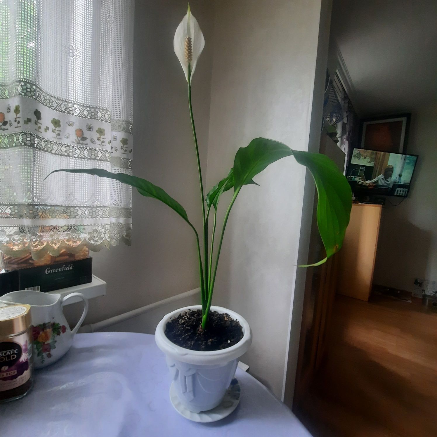 Комнатные растения