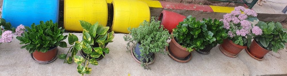 Planta Syngonium si altele
