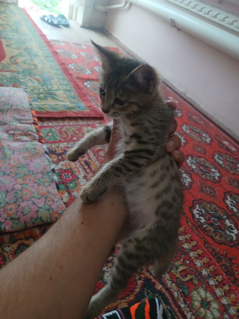 Uy mushuki bor aqilli