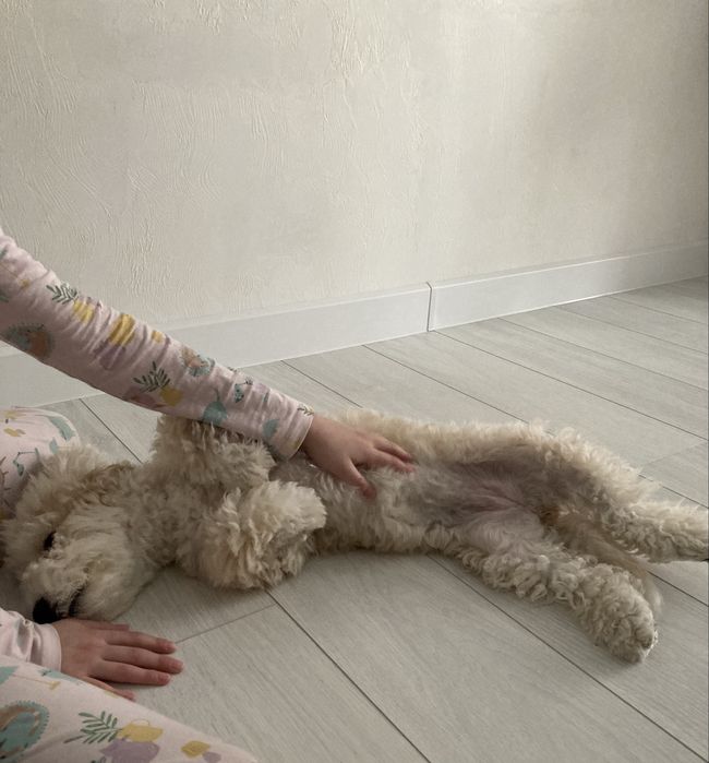 Квартирная передержка для собак