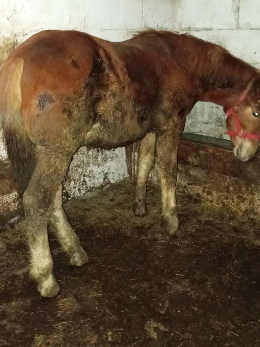 Vând mânz de 6 luni