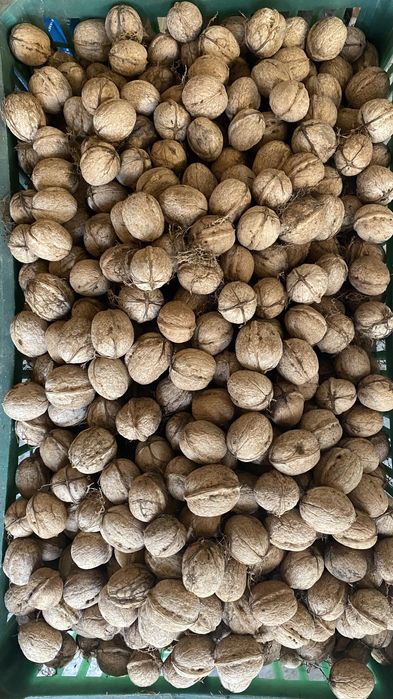 Орехи грецкие домашние