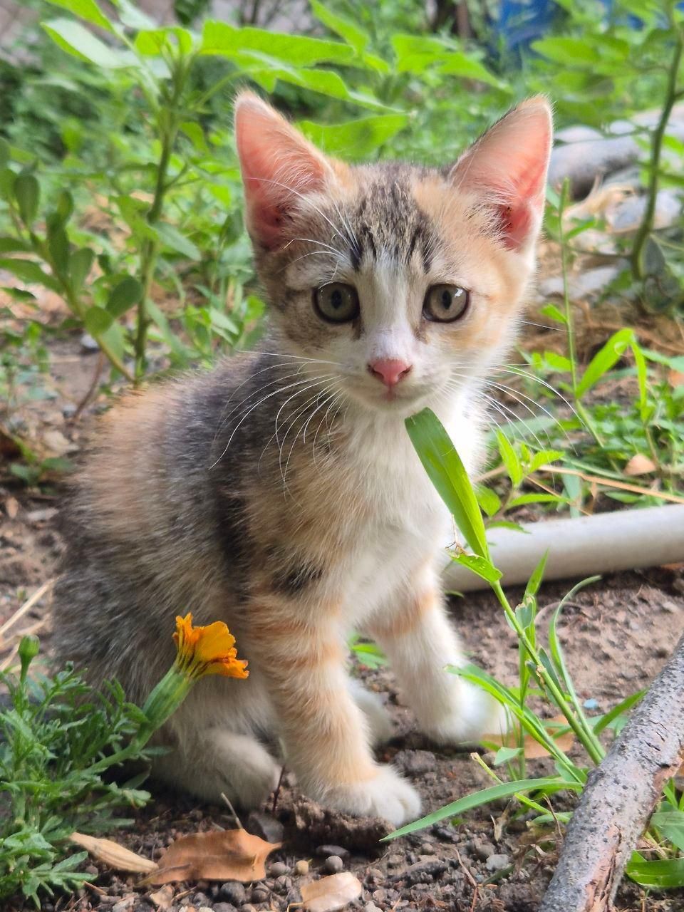 Котята ждут своих хозяев