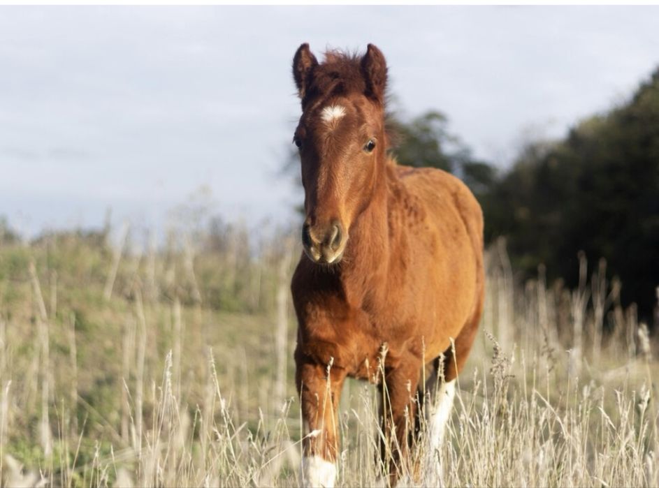 Продам лошадей!