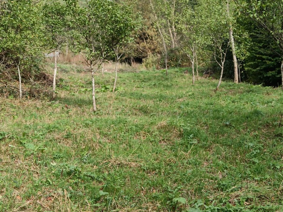 Teren Muntii Cernei,Cornereva,Dobraia