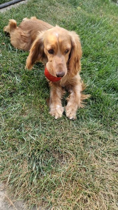 Русский спаниель охотничий