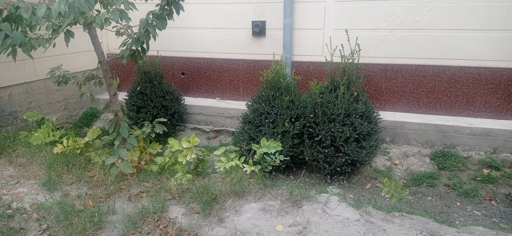 Живой изгороди Буксус