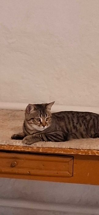 Отдам в добрые руки молодого котика, мальчик