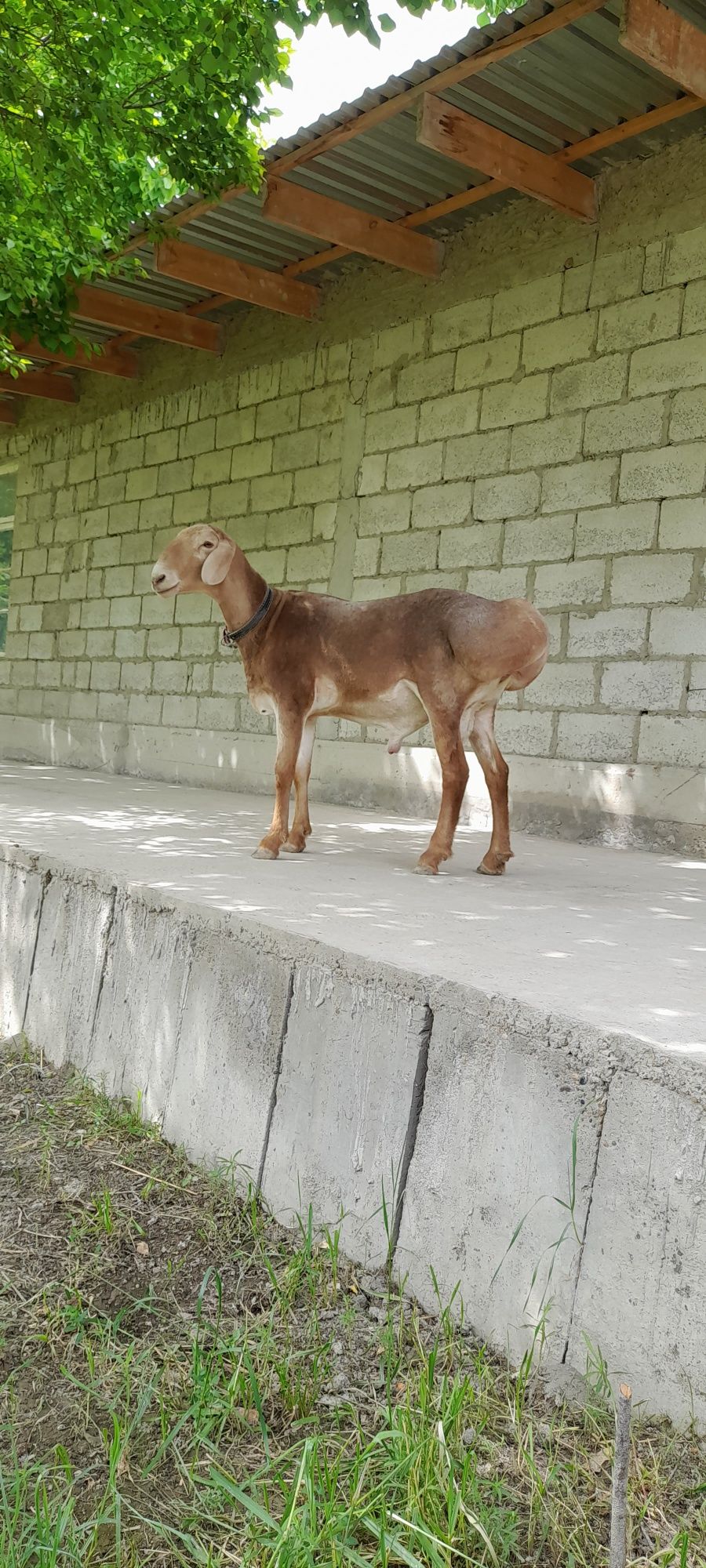 Qōchqorlar soriladi edilbay va qora quloq