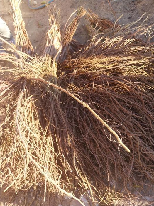 Butasi vita de vie Soi hibrid