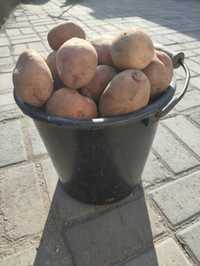 Картошка дачная - 2000 ведро 10 литров. Можно мешками